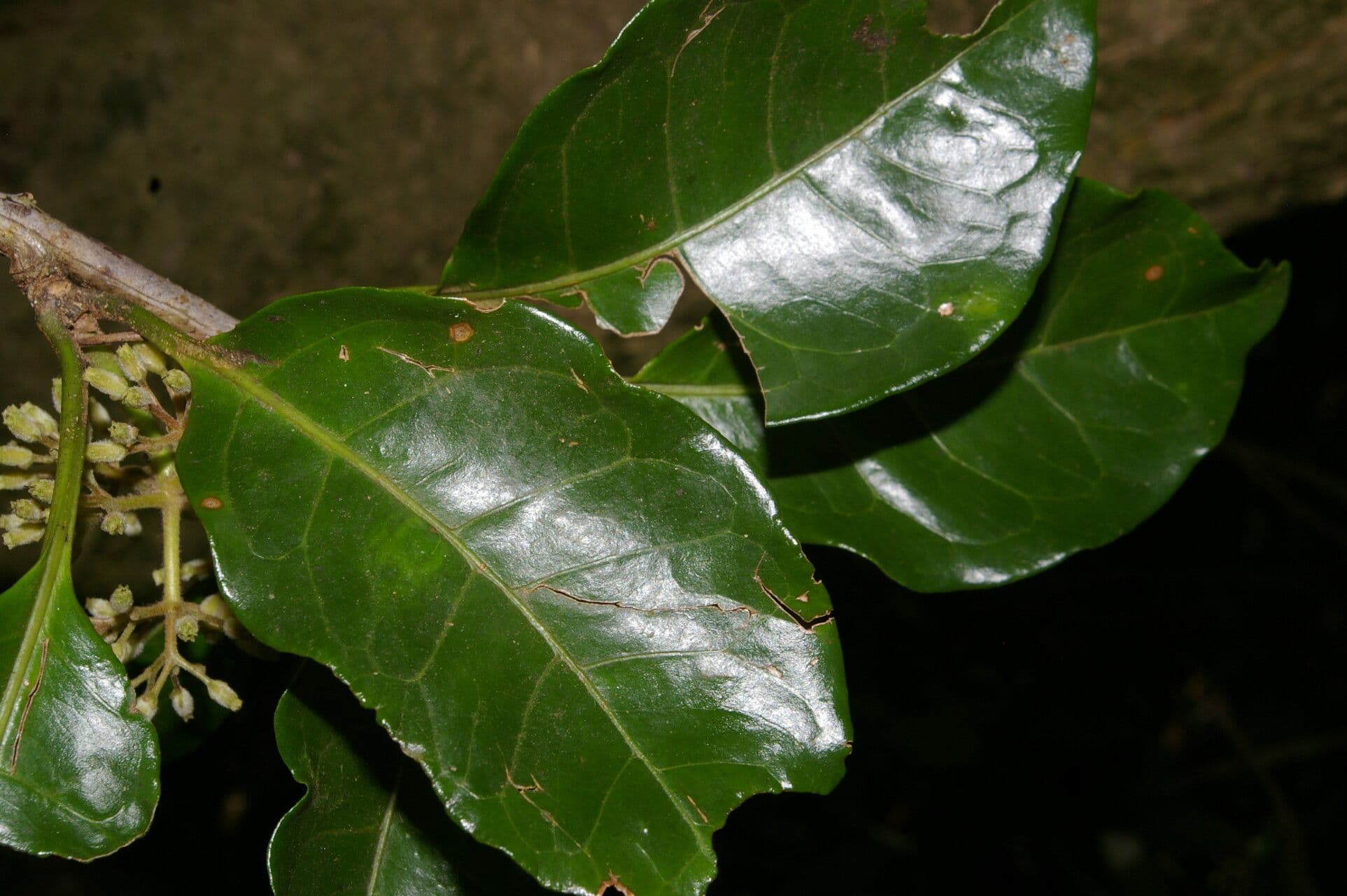 Rochefortia 13