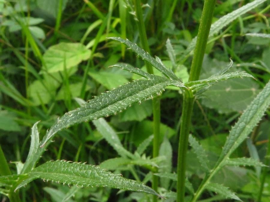 Serratula comune 20