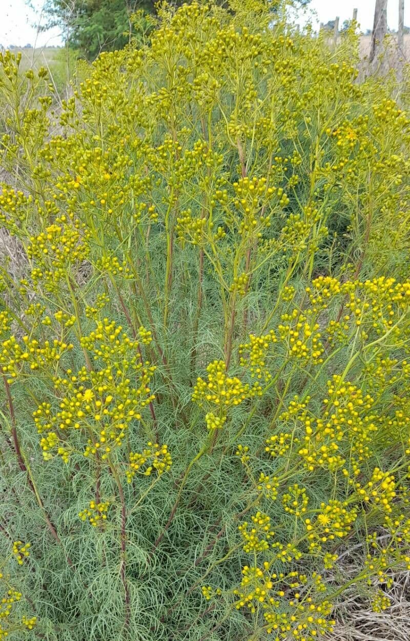Senecione 8
