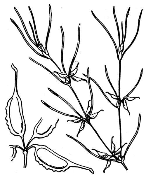 Zanichellia palustre 26