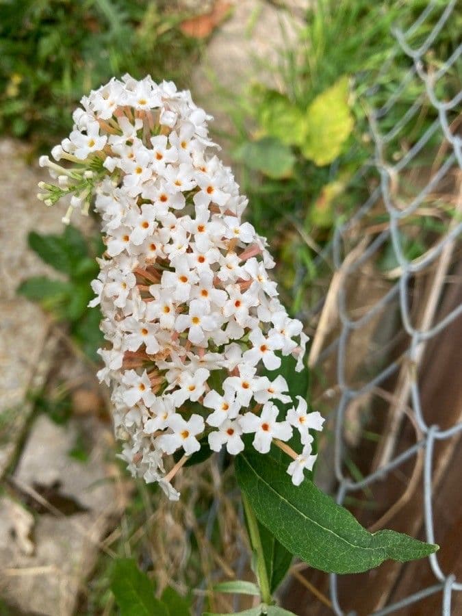 Buddleja 3