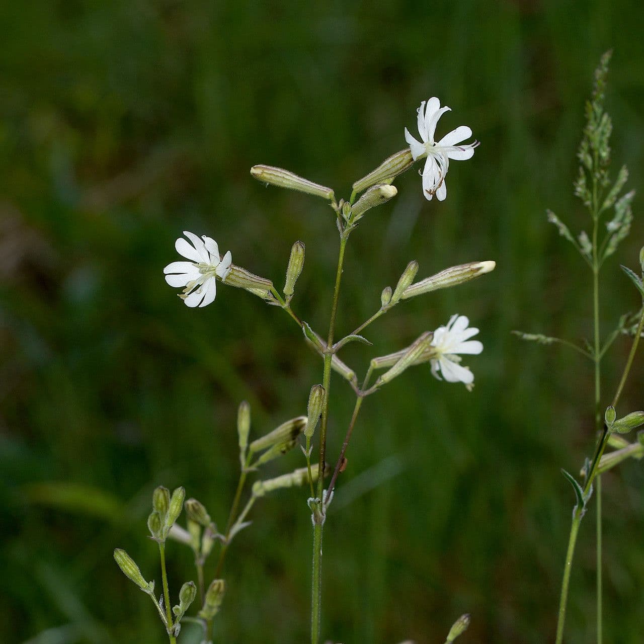 Silene italiana 10