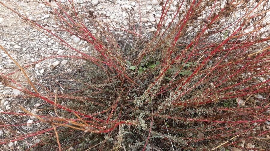 Bassia prostrata 20