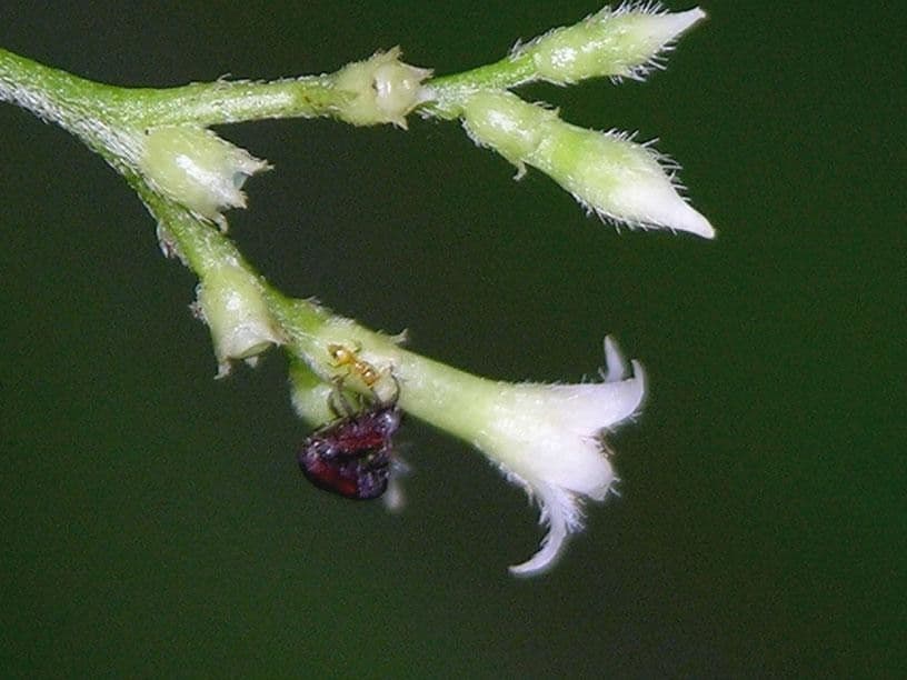 Bertiera 5