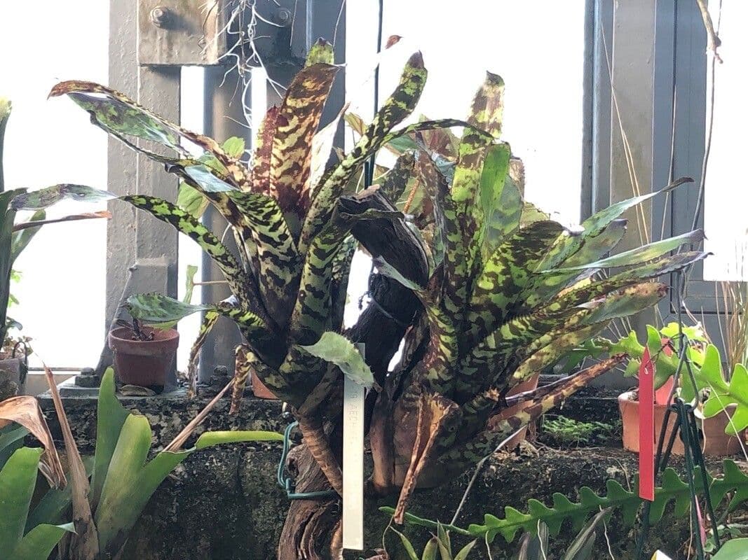 Aechmea 6