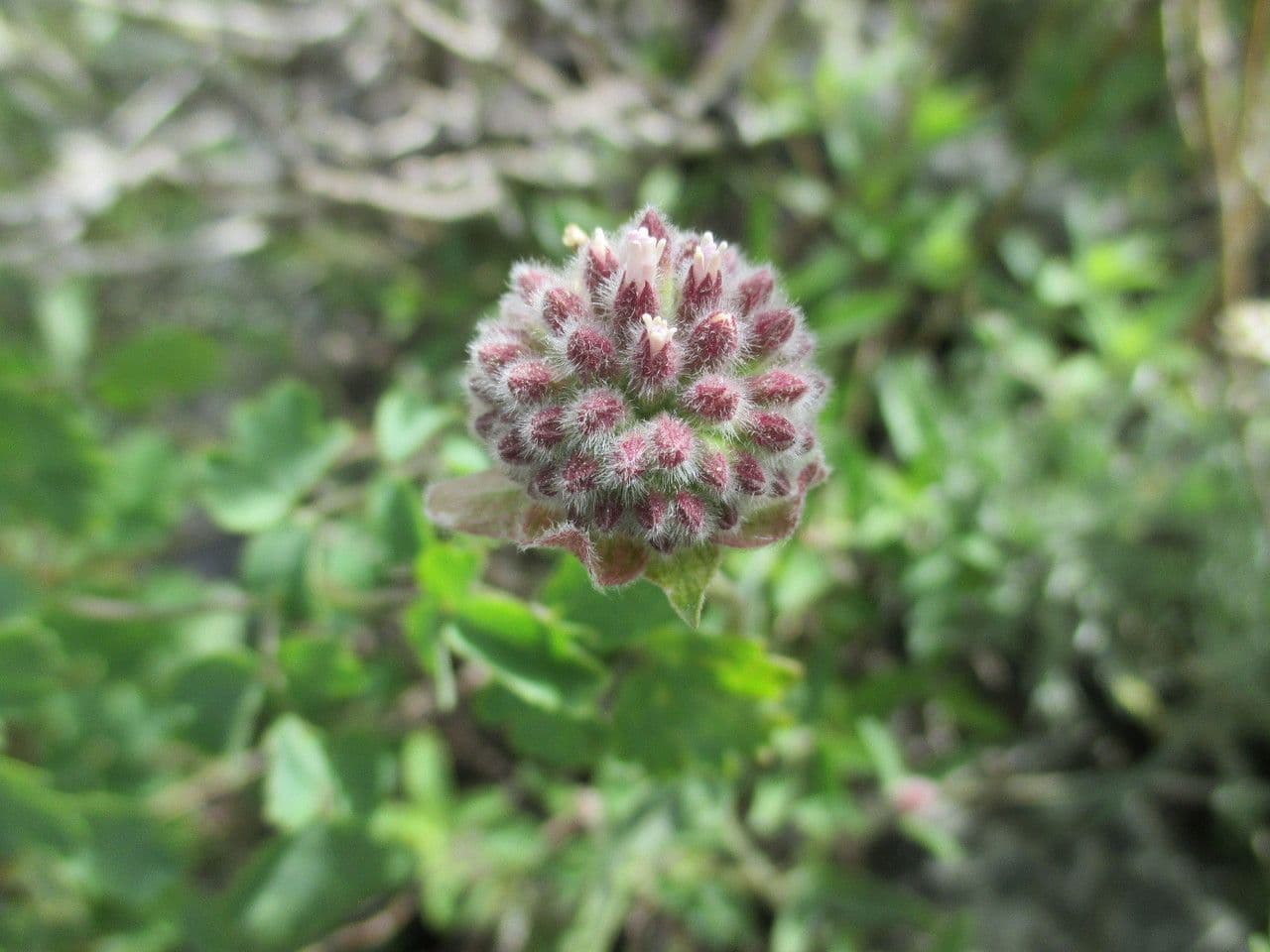 Monardella