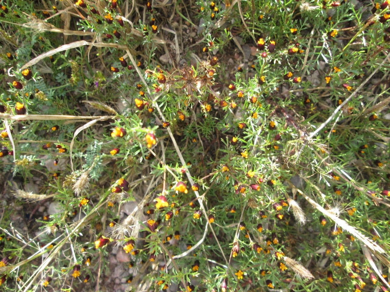 Dyssodia 7