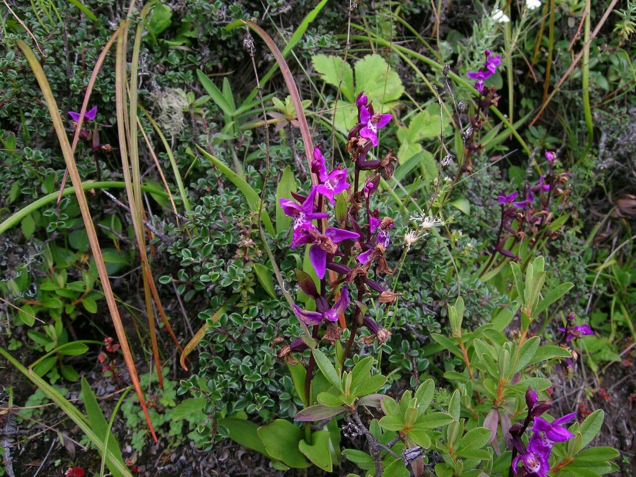Ponerorchis chusua 6