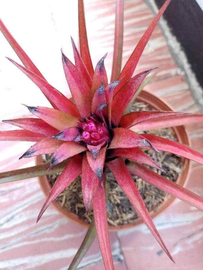 Bromelia 7