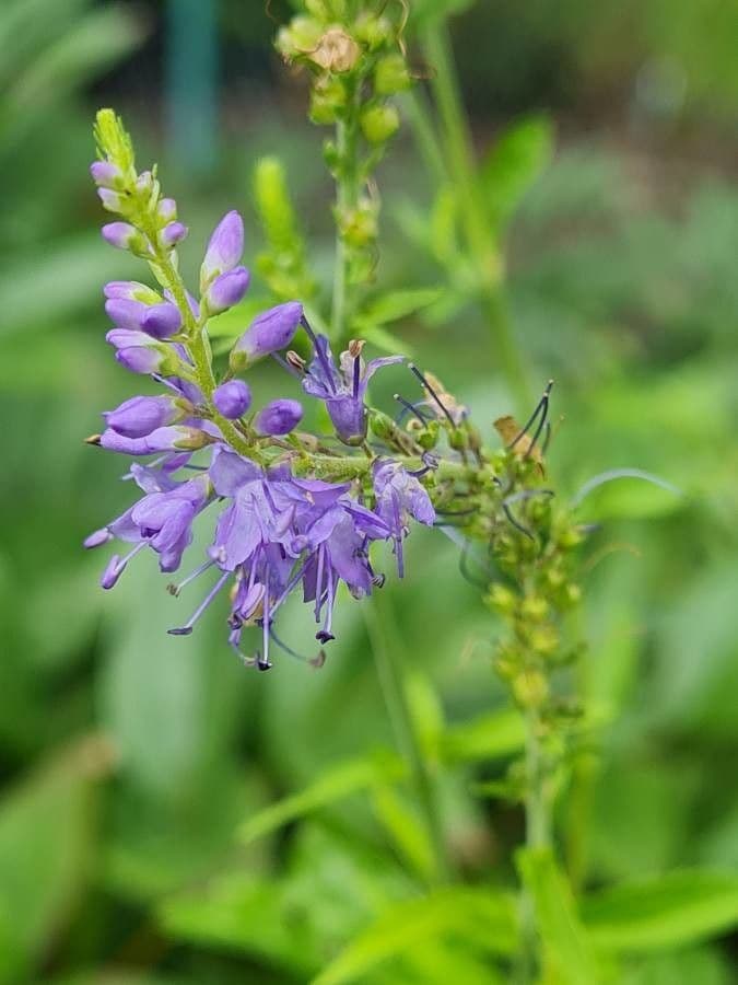 Verónica de hoja larga 7
