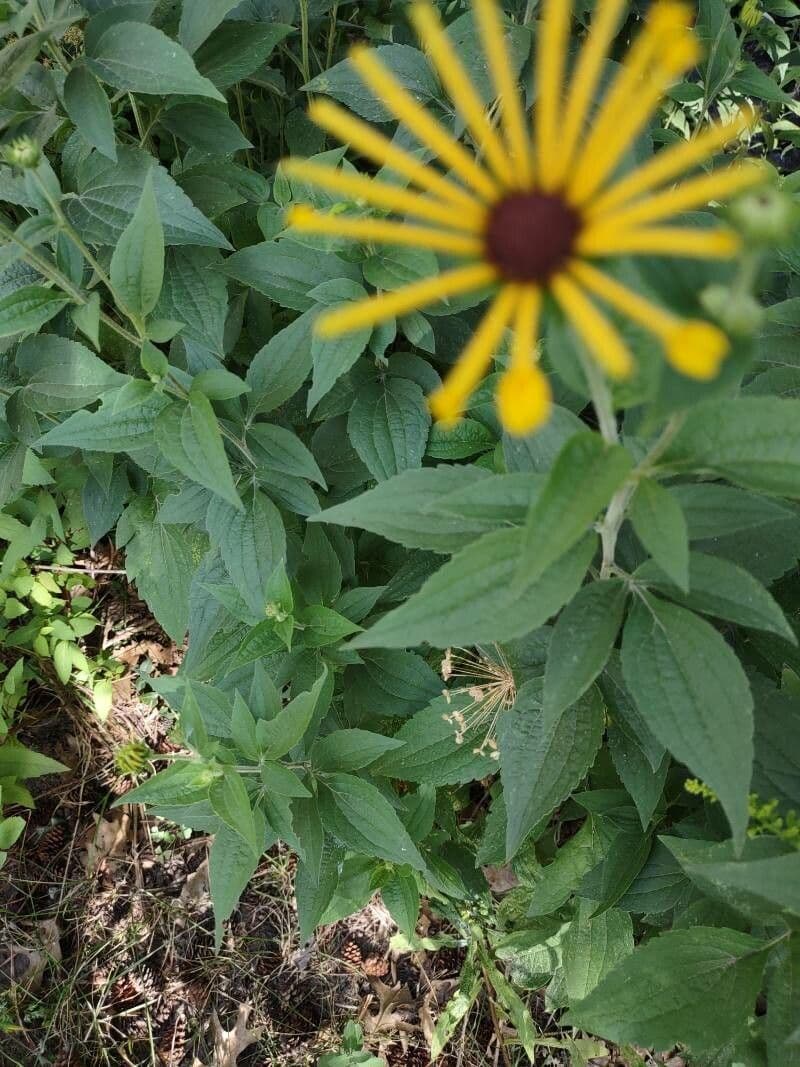 Rudbeckia dolce 10