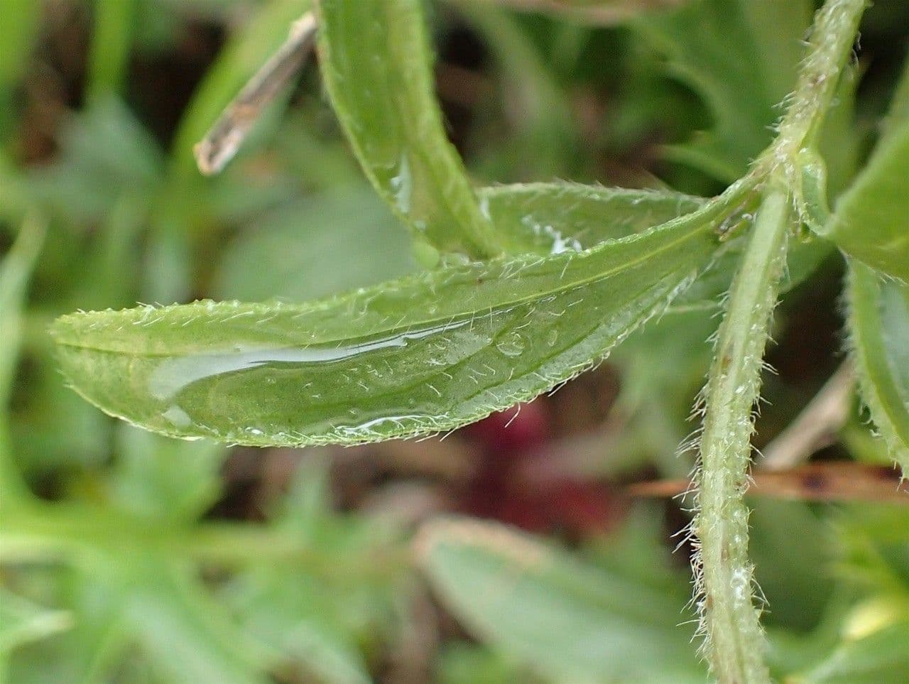 Sideritis hyssopifolia 23