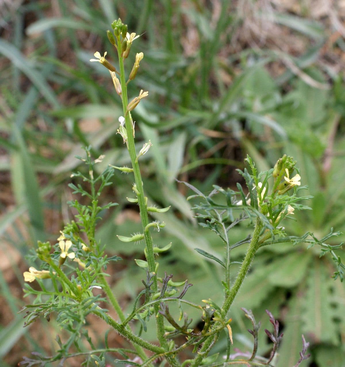 Löffelkohl 12