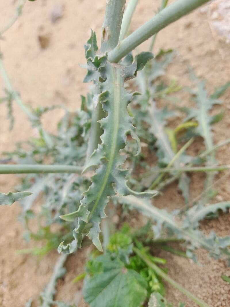 Launea mucronata 13