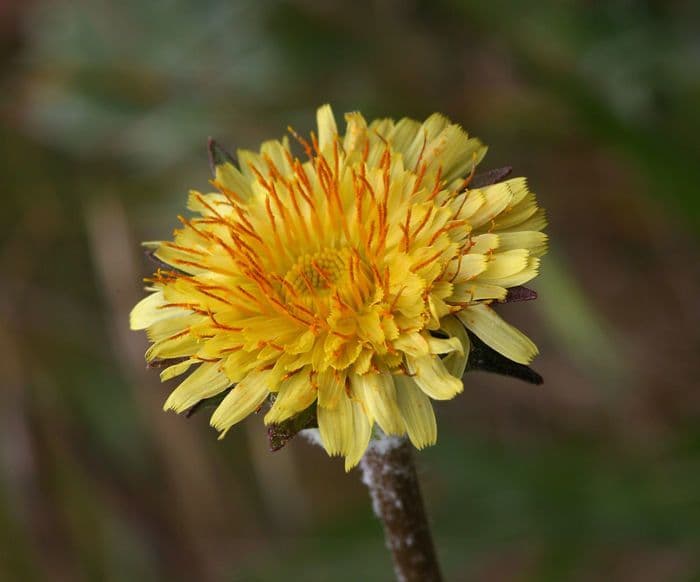 Agoseris 7