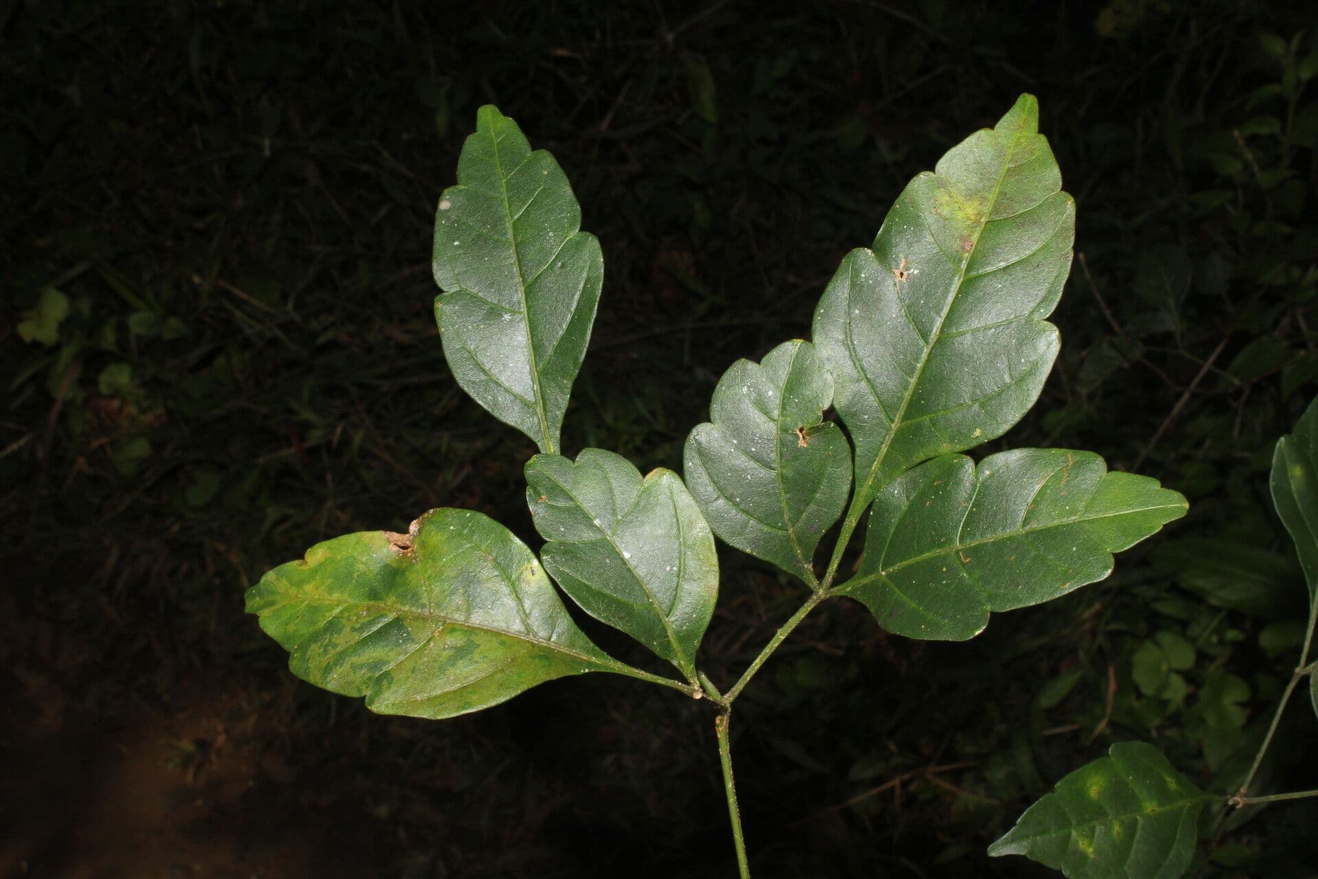 Serjania 16