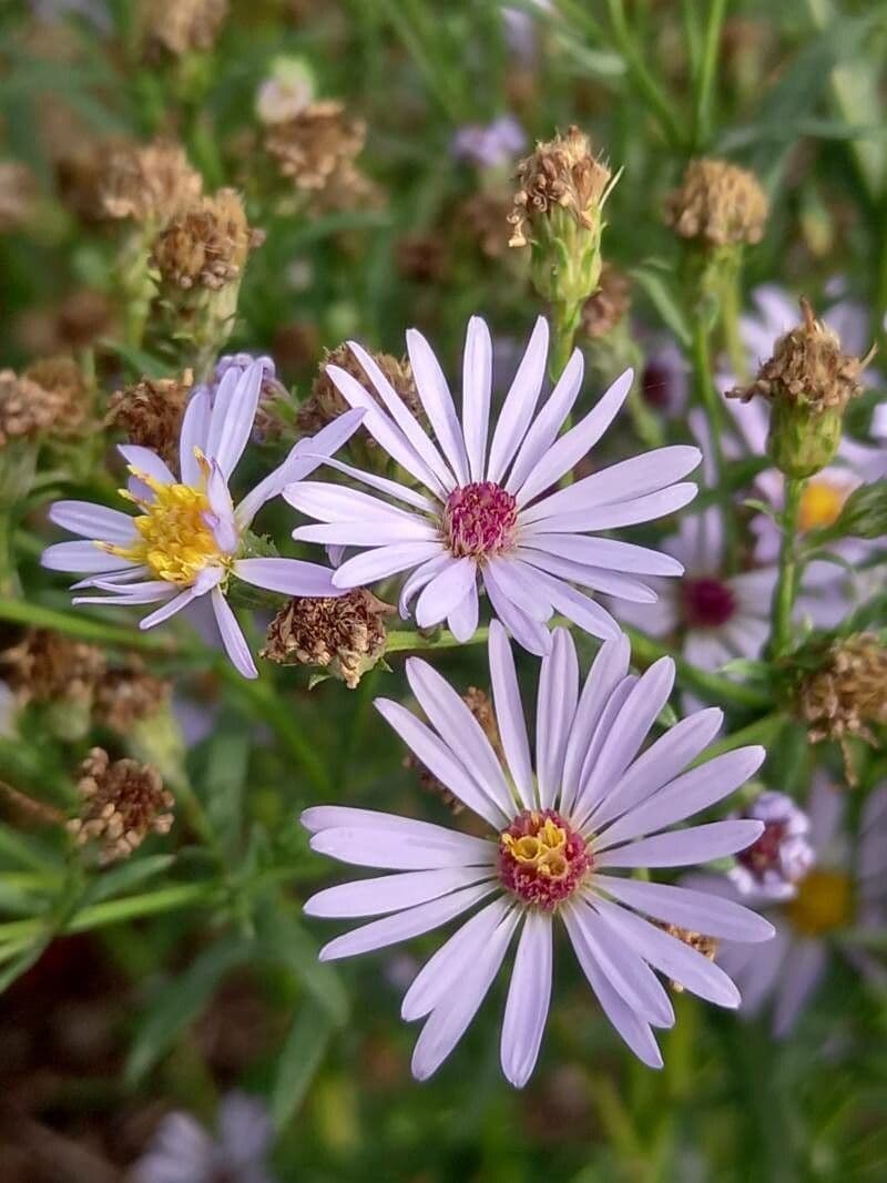 Glatte Aster 3