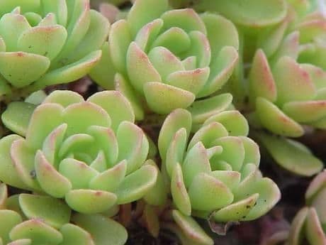 Sedum glauco 13