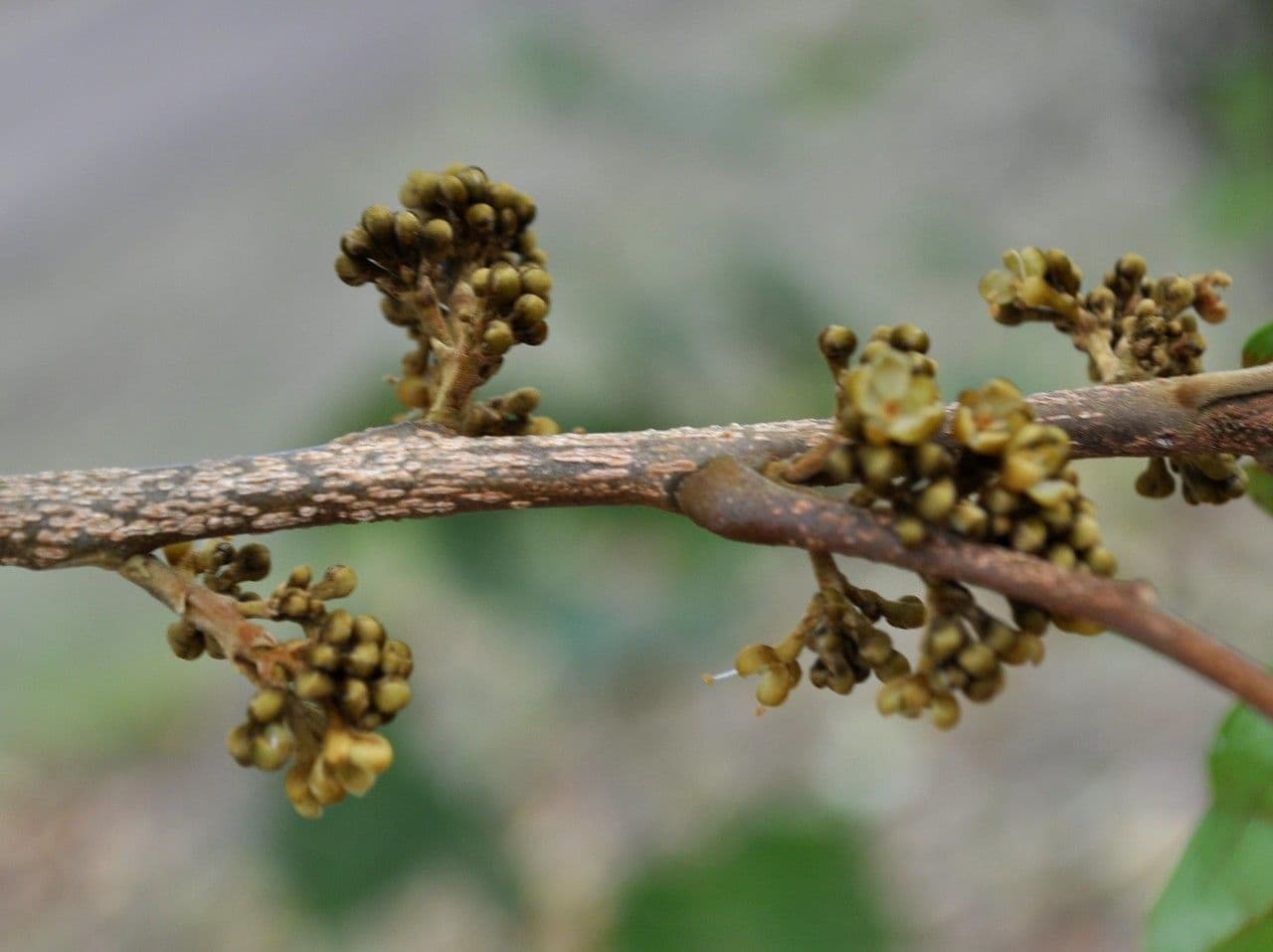 Doratoxylon apetalum 3