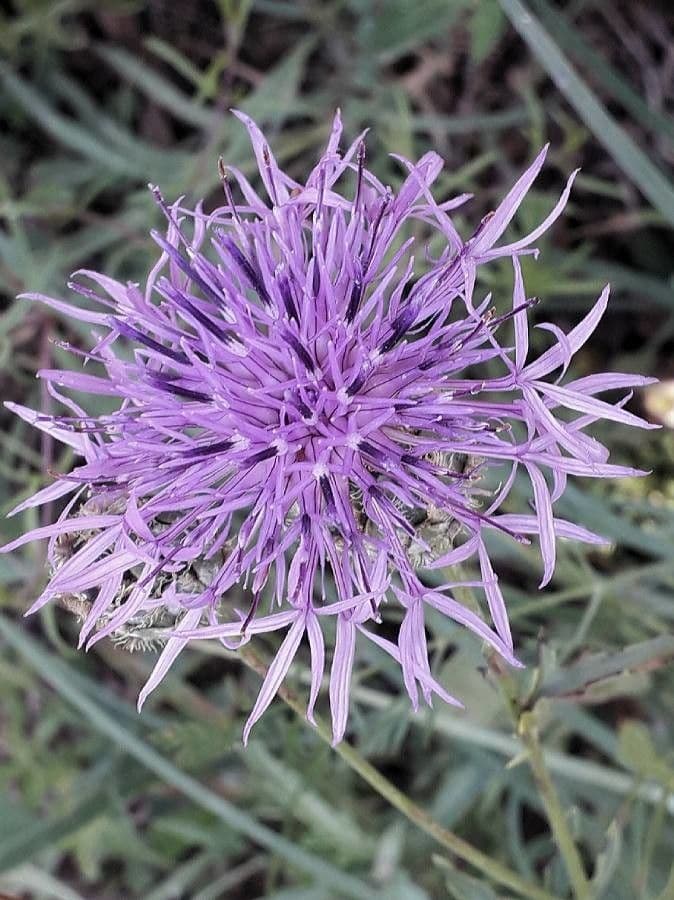 Centaurea vedovina 6