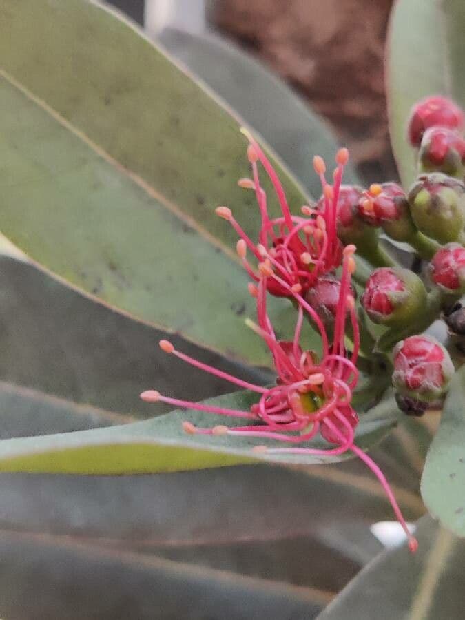 Xanthostemon 6