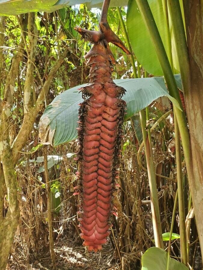 Heliconia 2