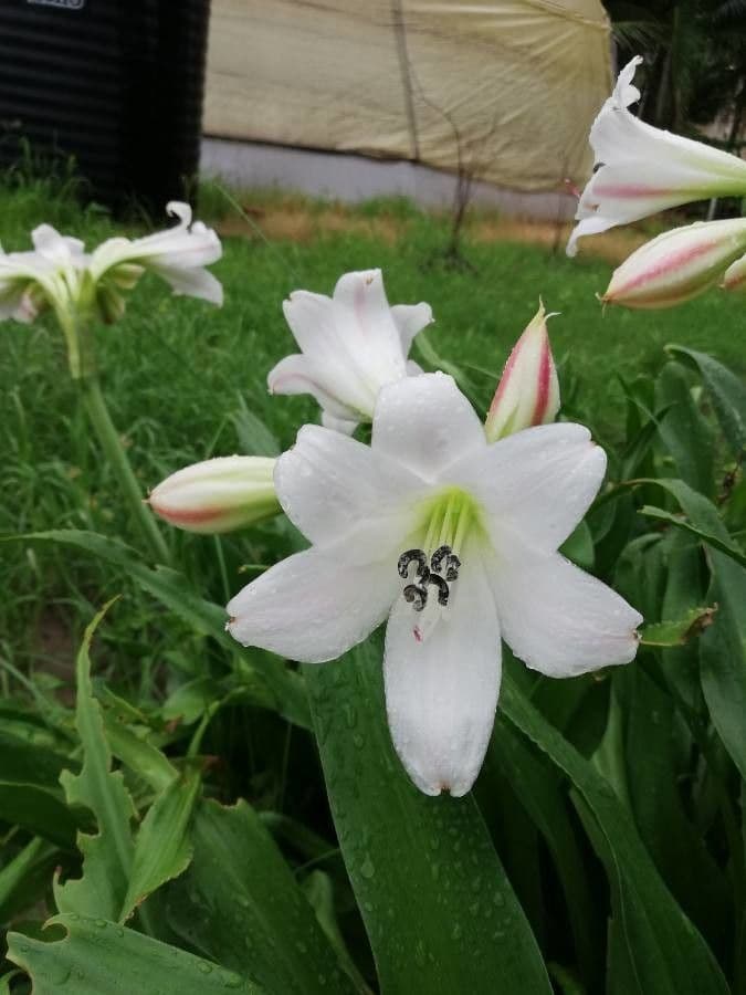 Hvězdnice širokolistá 3