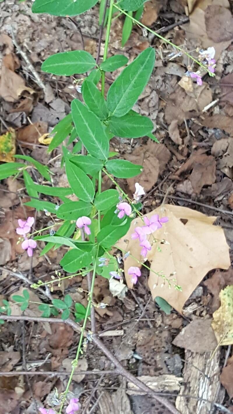 Desmodium paniculatum 18