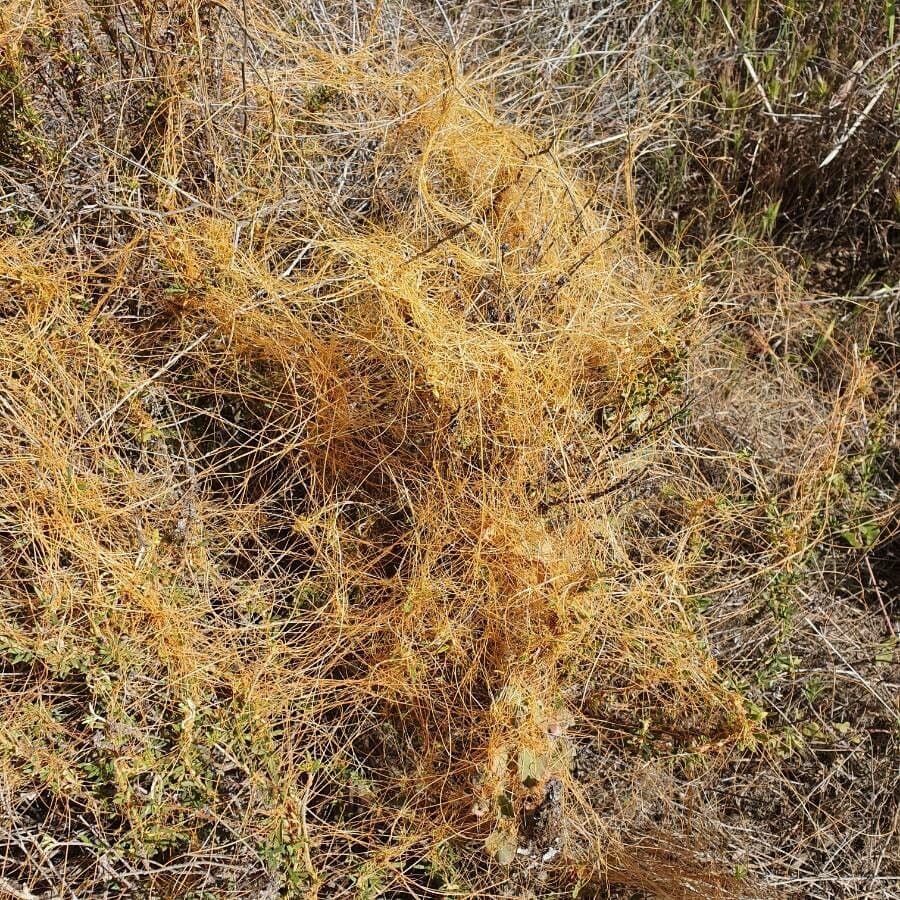 Cuscuta denticolata 4