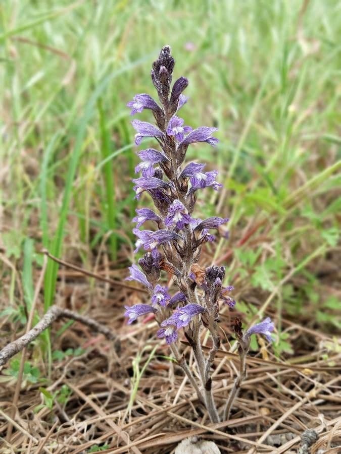 Orobanche rameuse