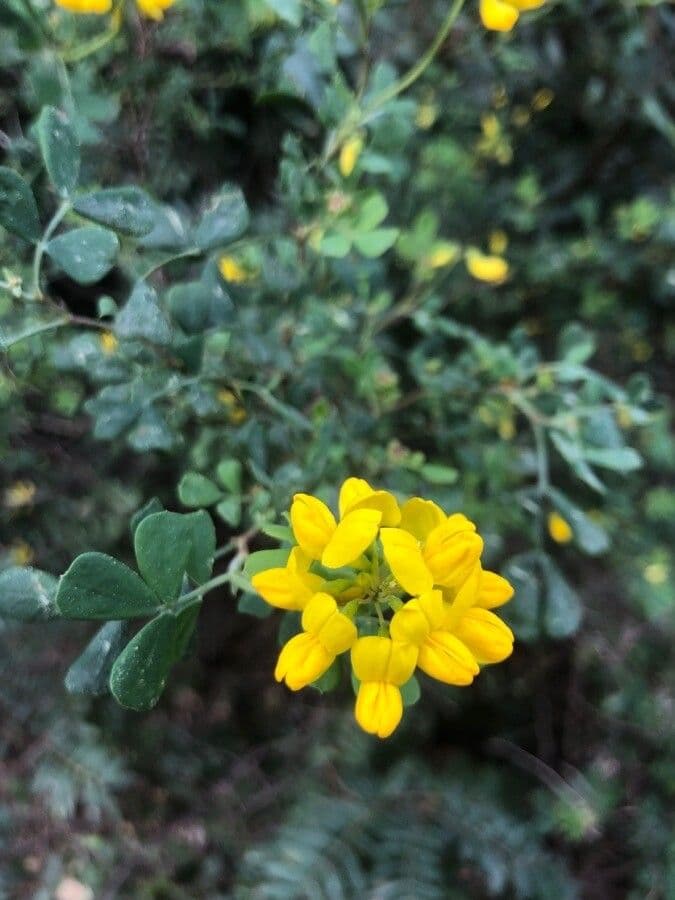 Coronilla valentina 5