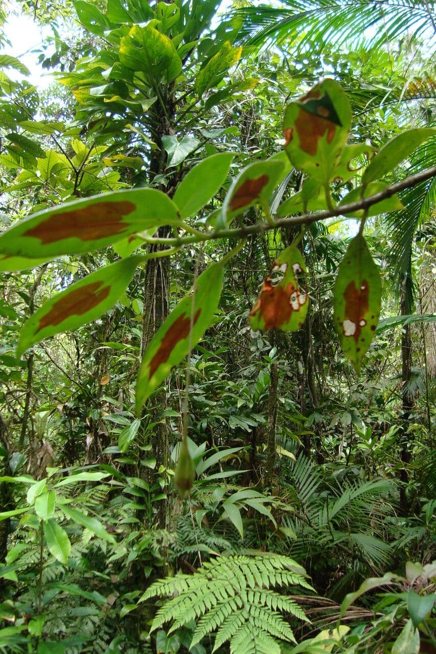 Nematanthus 8