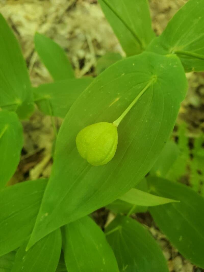 Uvularia perfoliata