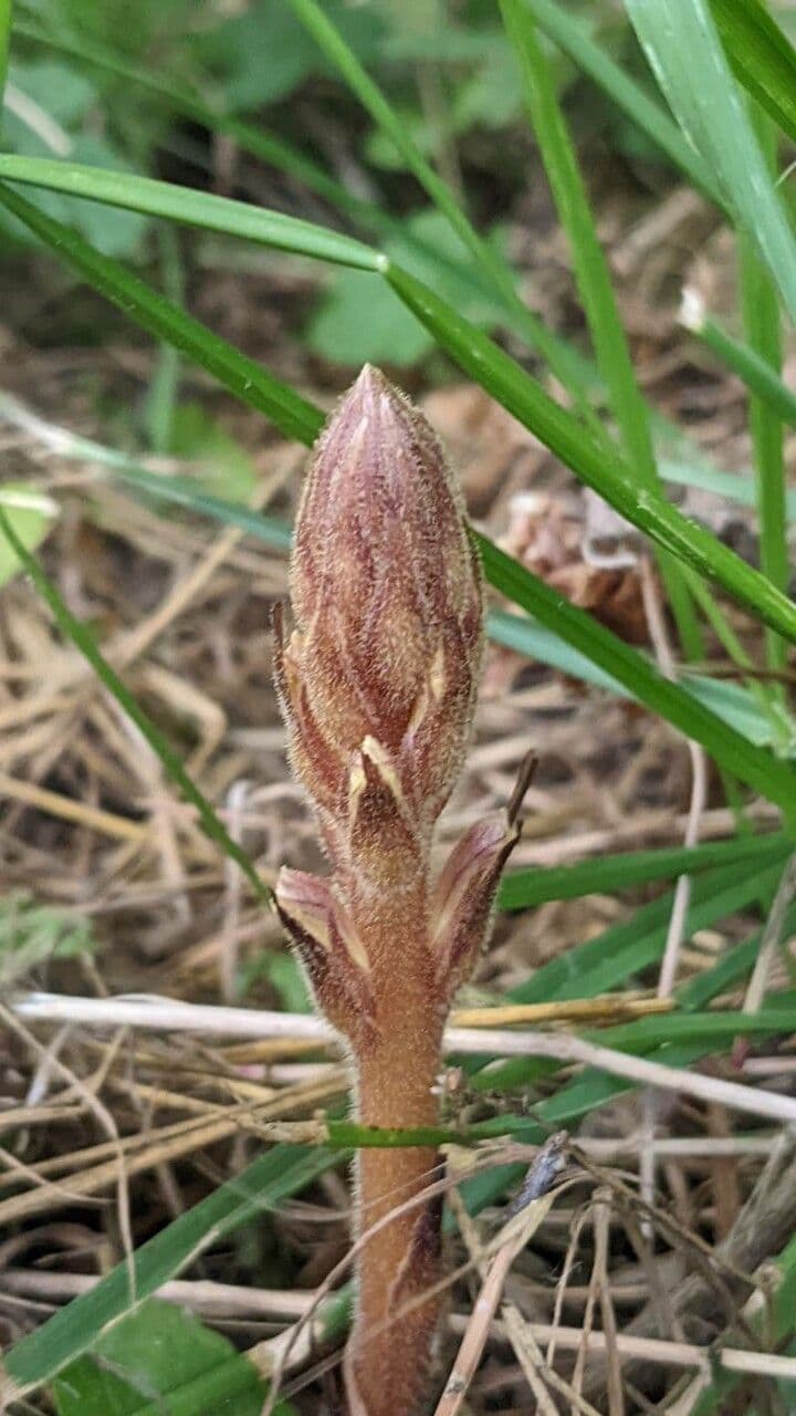 Succiamele minore 30
