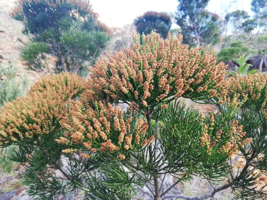 Gymnostoma 5