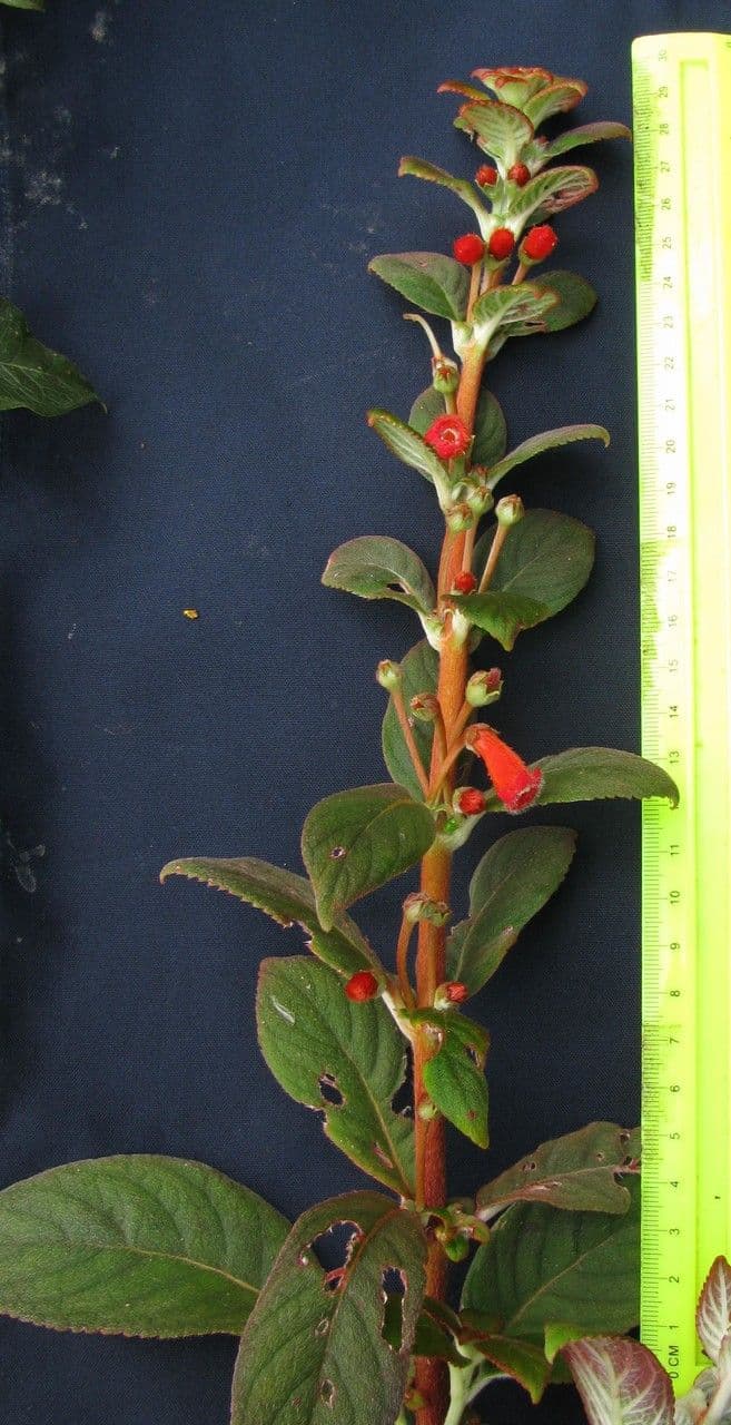 Kohleria spicata 21