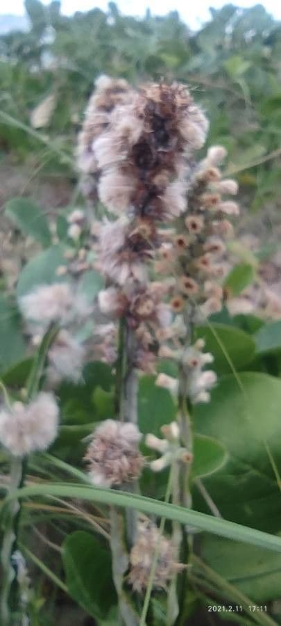 Baccharis trimera 3