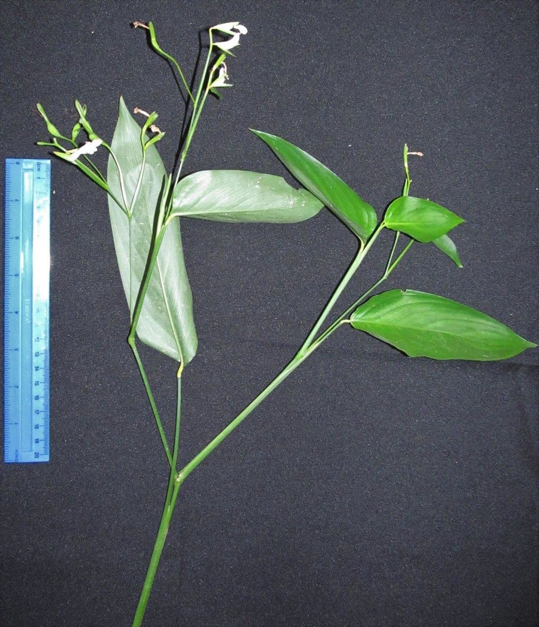 Maranta 29