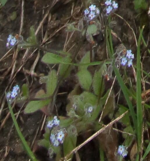 Miosotide ramosissima 6