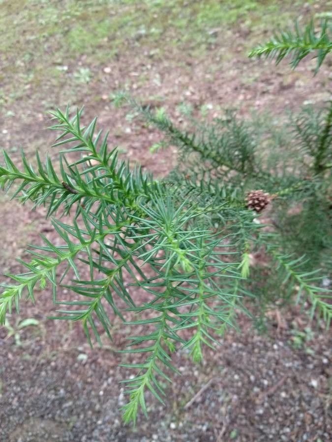 Criptomeria japonesa 3