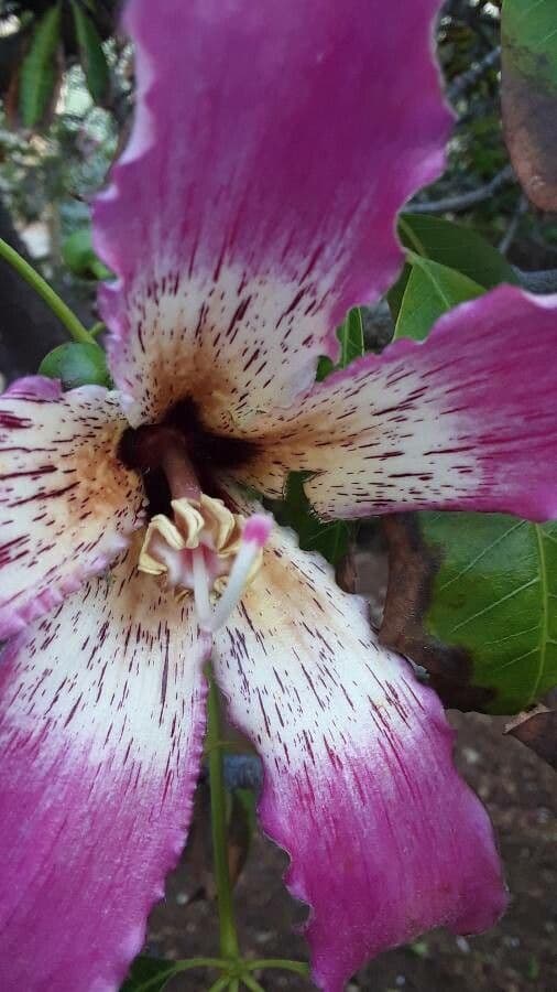 Ceiba speciosa 28
