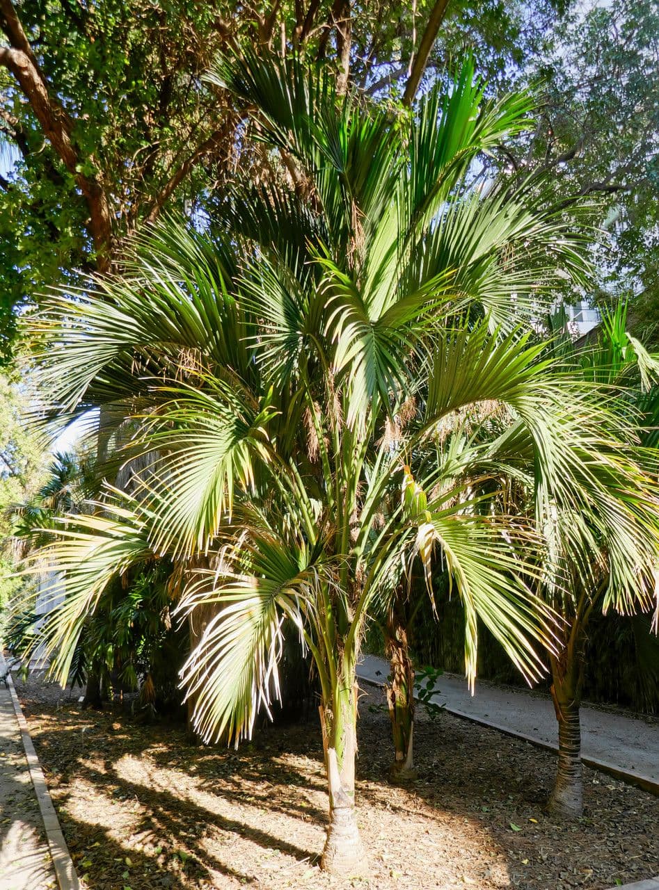 Howea 9