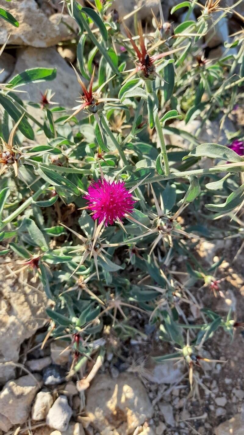 Fiordaliso iberico 4