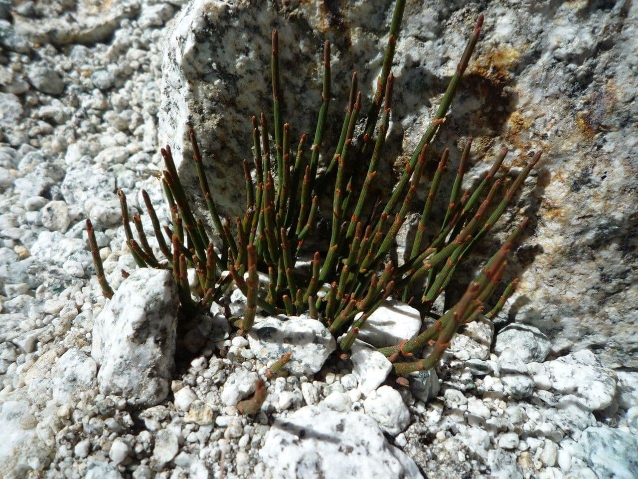 Efedra 5