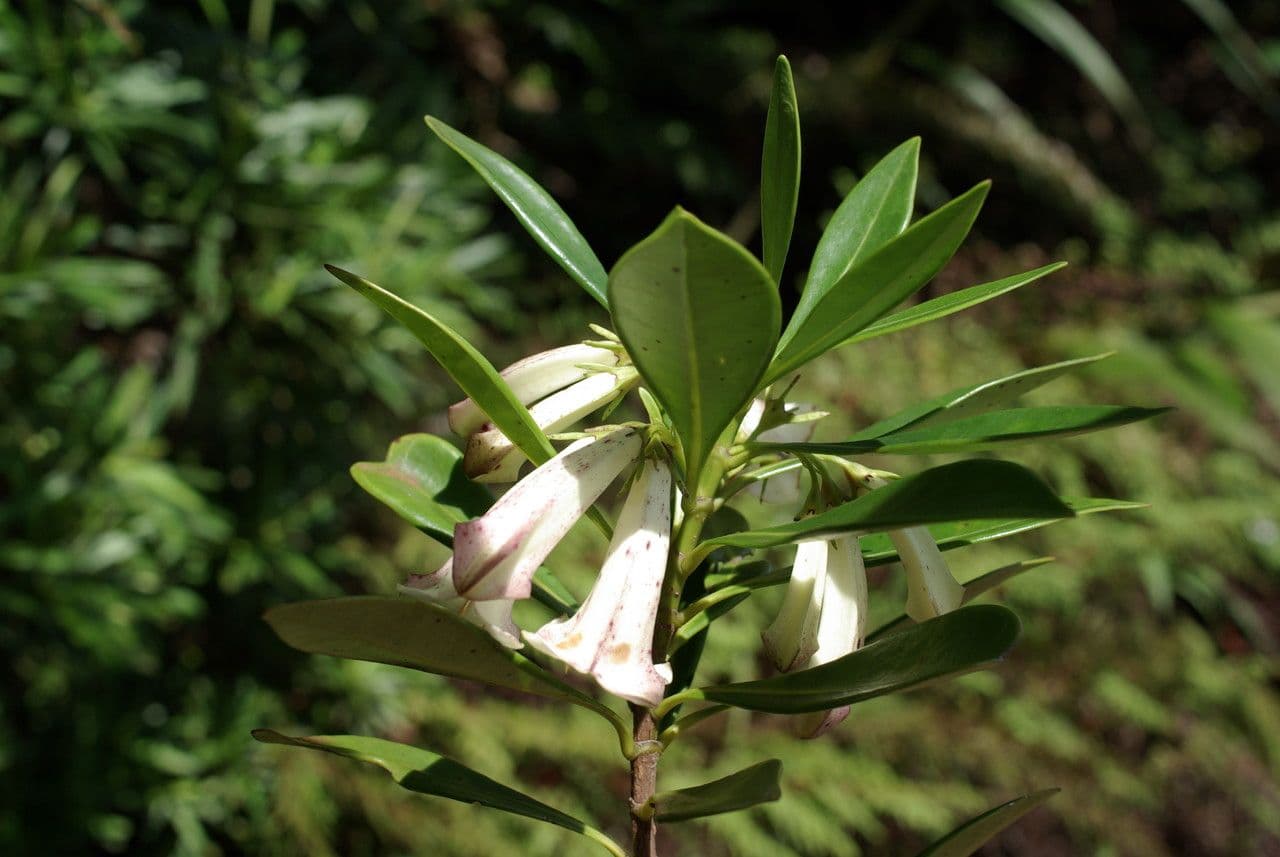 Röhrenblütige Thiollierea 8