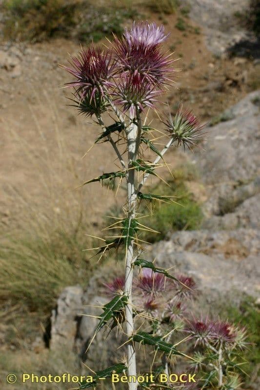 Ptilostemon 10
