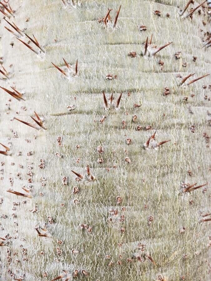 Madagaskar-Palme 20