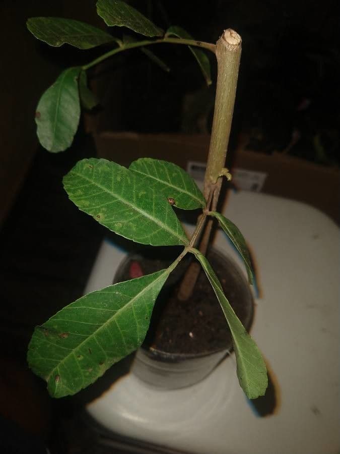 Brazilian peppertree 29