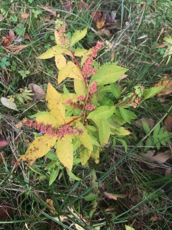Penthorum sedoides 13