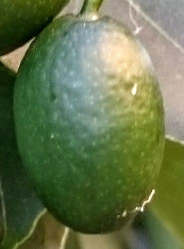 Cayaponia 2